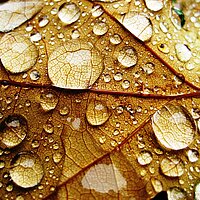 Ein braunes Blatt mit gro&szlig;en Wassertropfen auf der Oberfl&auml;che