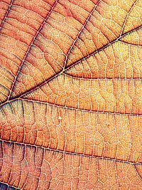 Nahaufnahme eines herbstlichen Buchenblattes mit deutlich erkennbarer Blattstruktur
